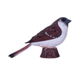 House Sparrow