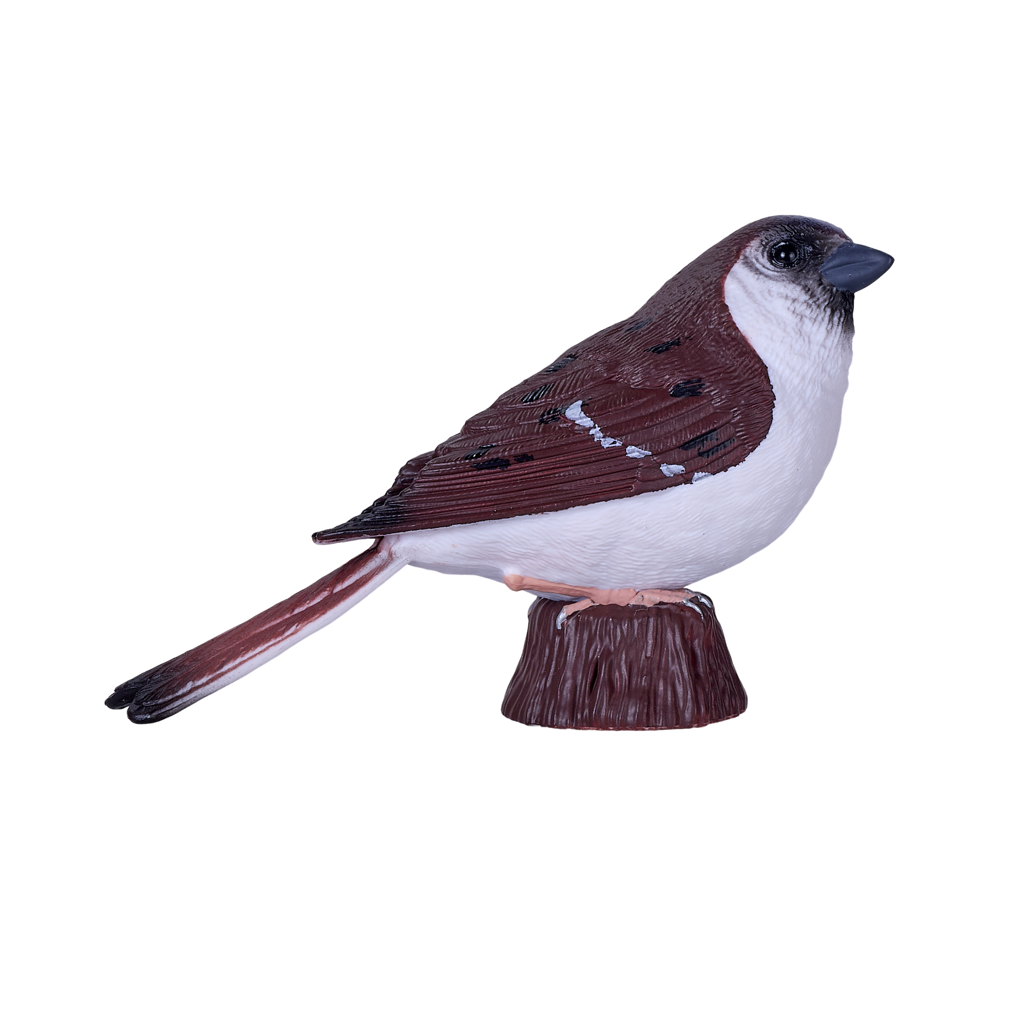 House Sparrow