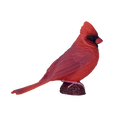 Red Cardinal