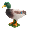 Mallard Duck