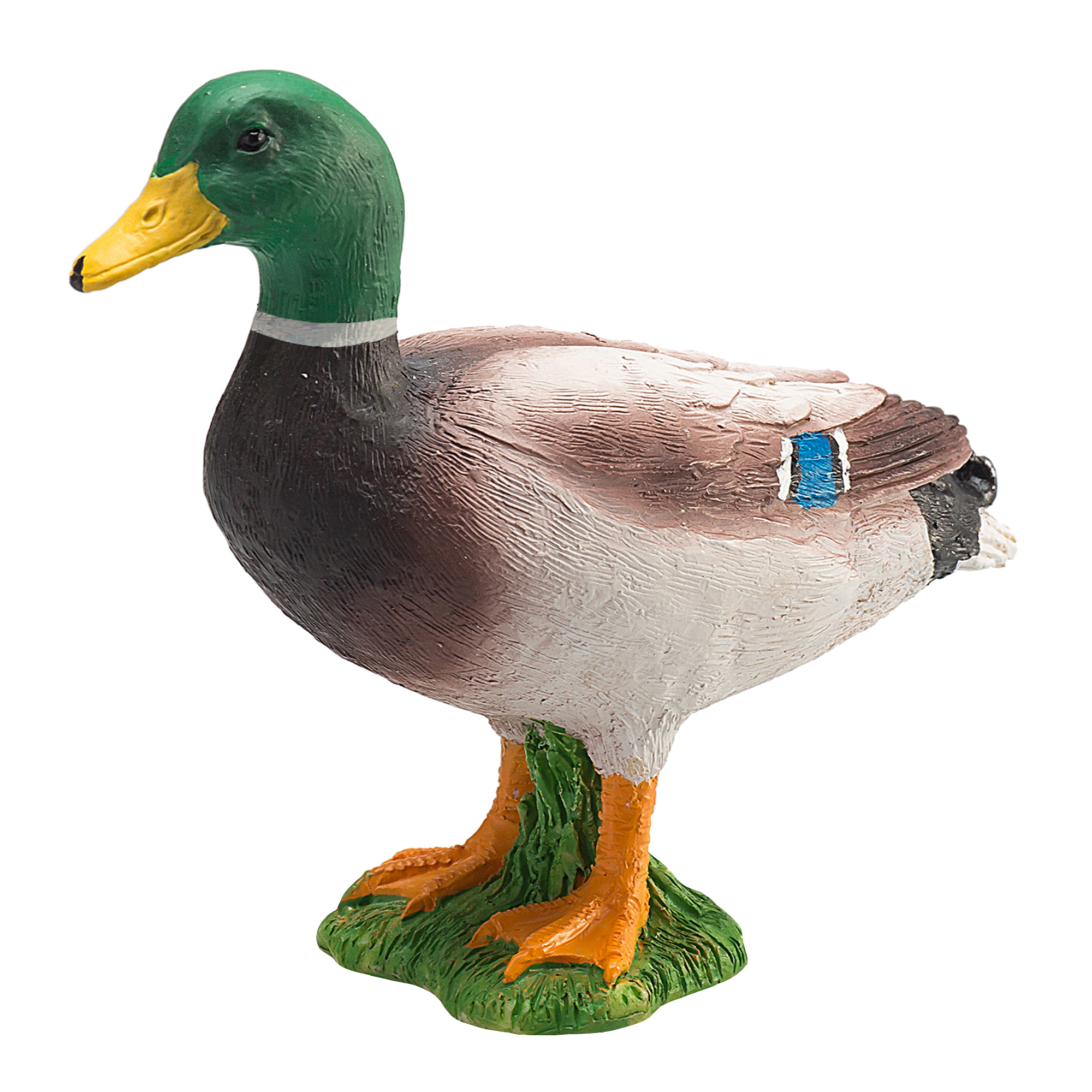 Mallard Duck