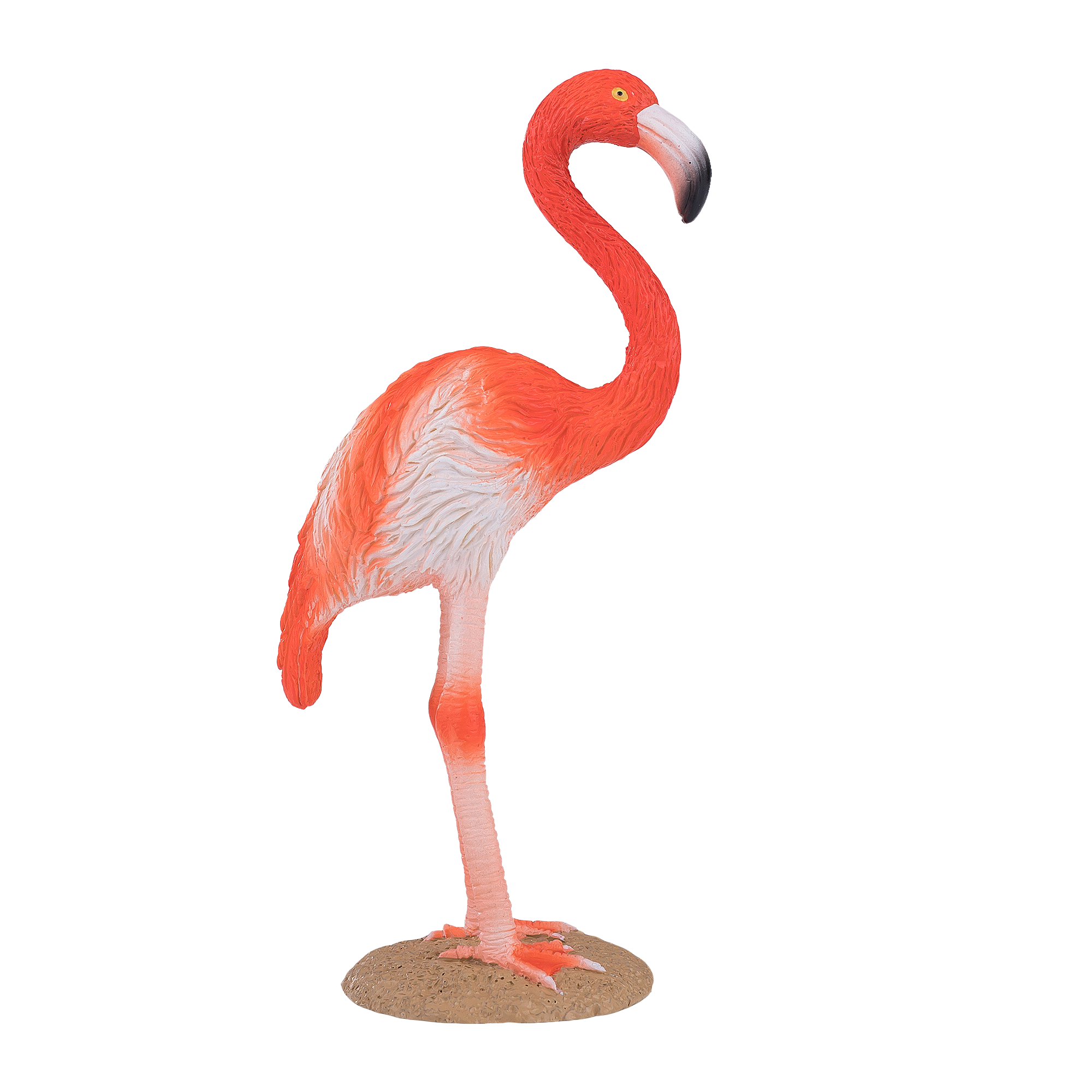 American Flamingo