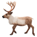Reindeer