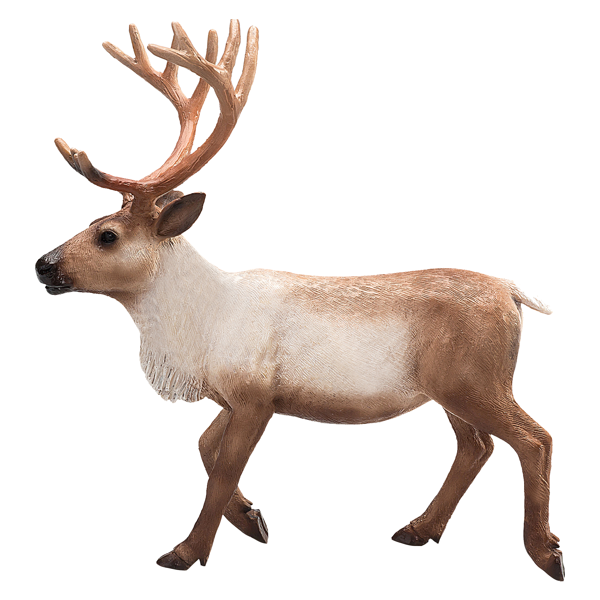 Reindeer