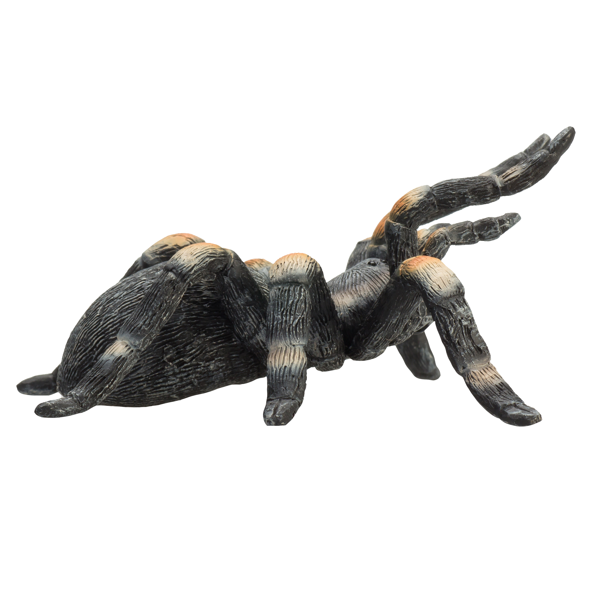Red Kneed Tarantula
