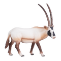 Arabian Oryx