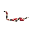 Coral Snake