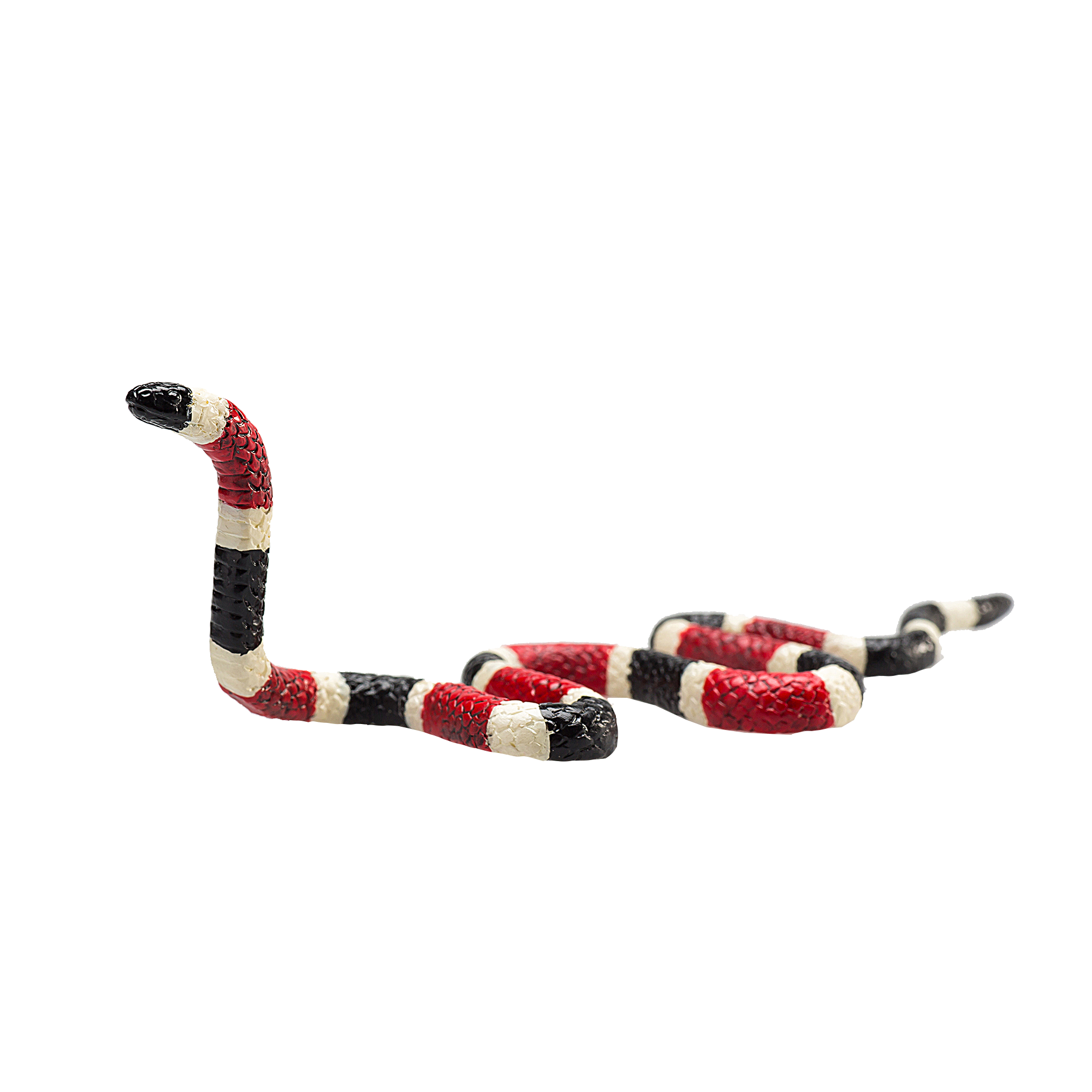 Coral Snake
