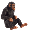 Chimpanzee