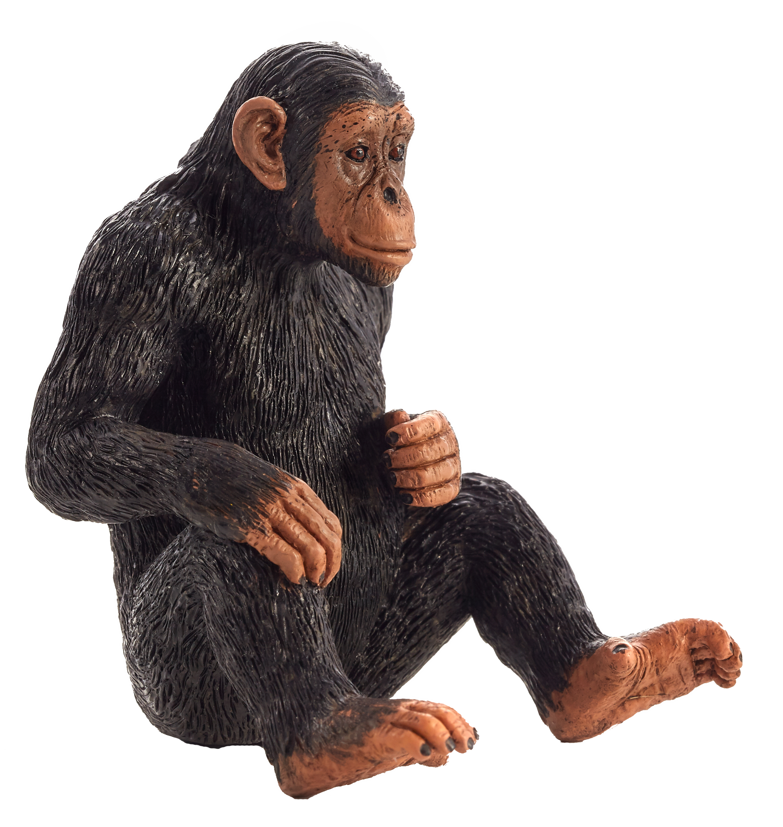 Chimpanzee