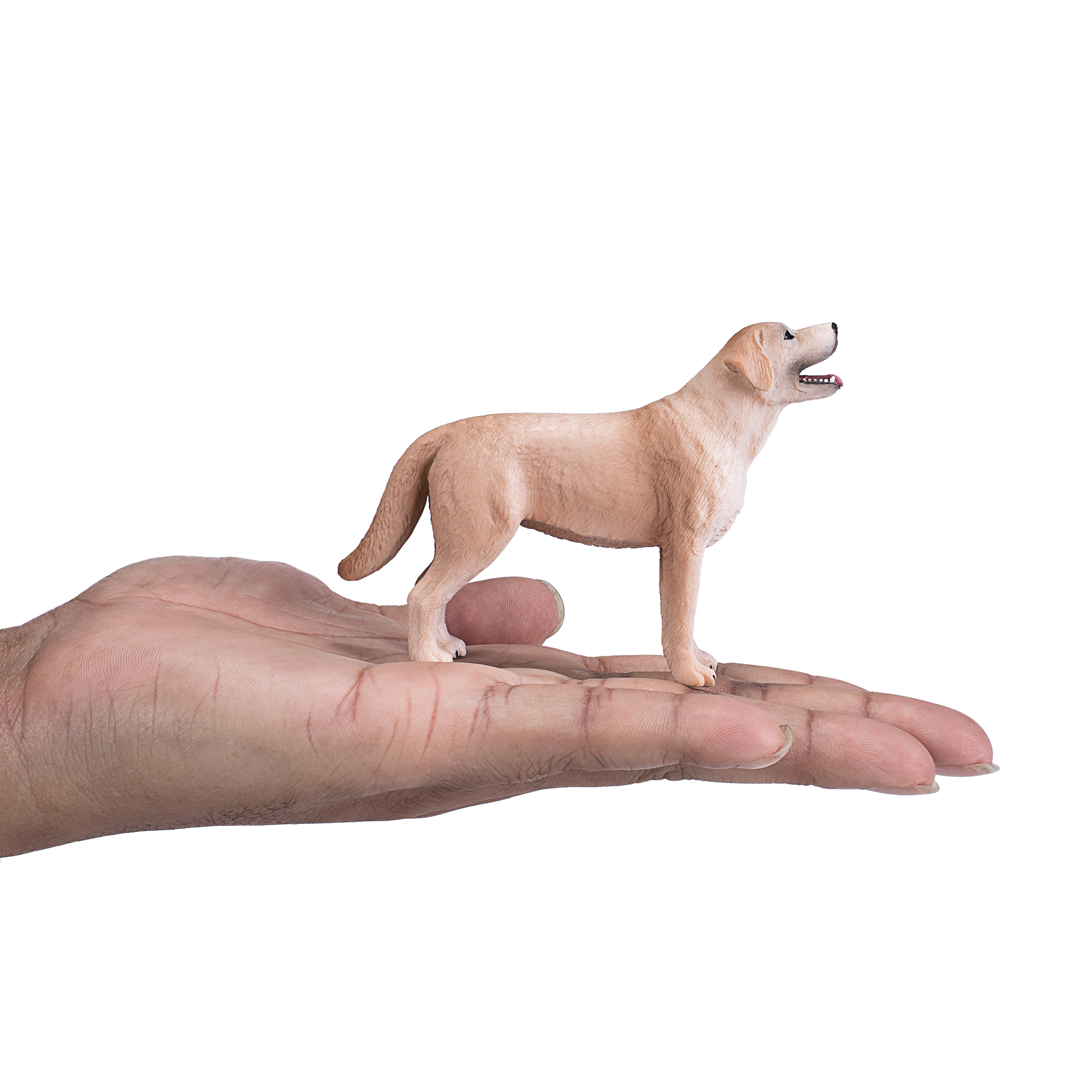 Labrador