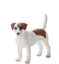 Jack Russel Terrier