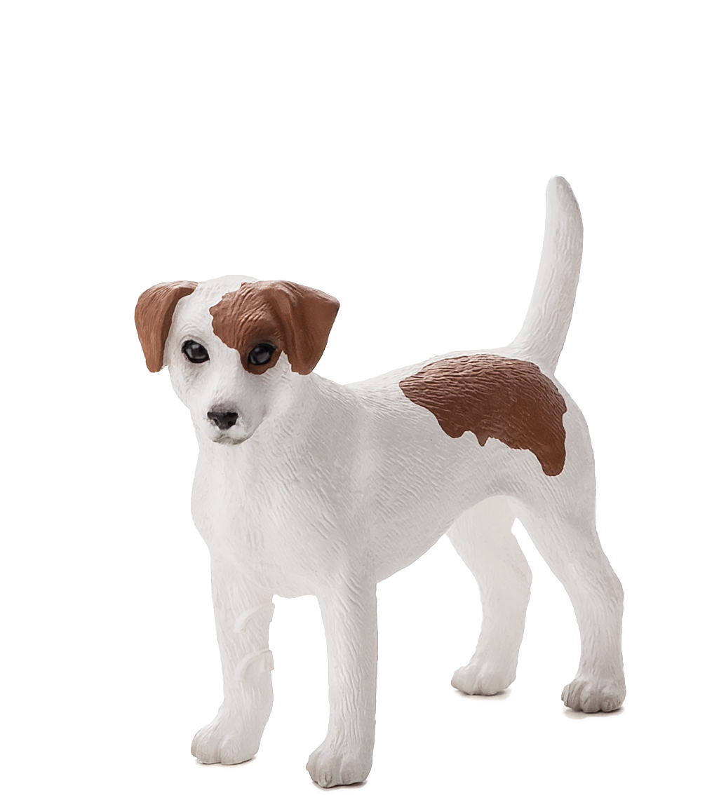 Jack Russel Terrier