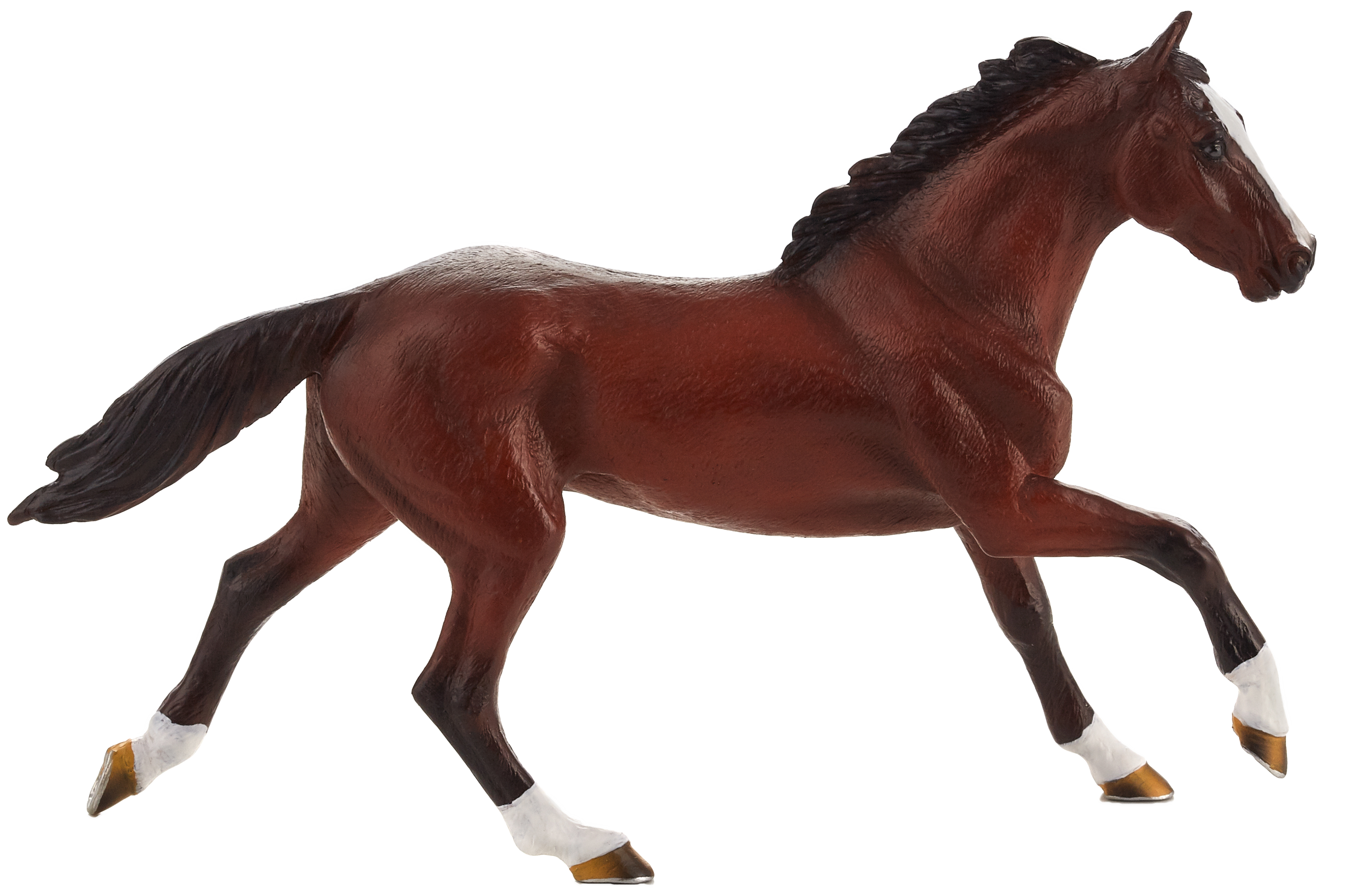 Thoroughbred