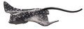 Spotted Eagle Ray