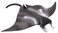 Manta Ray