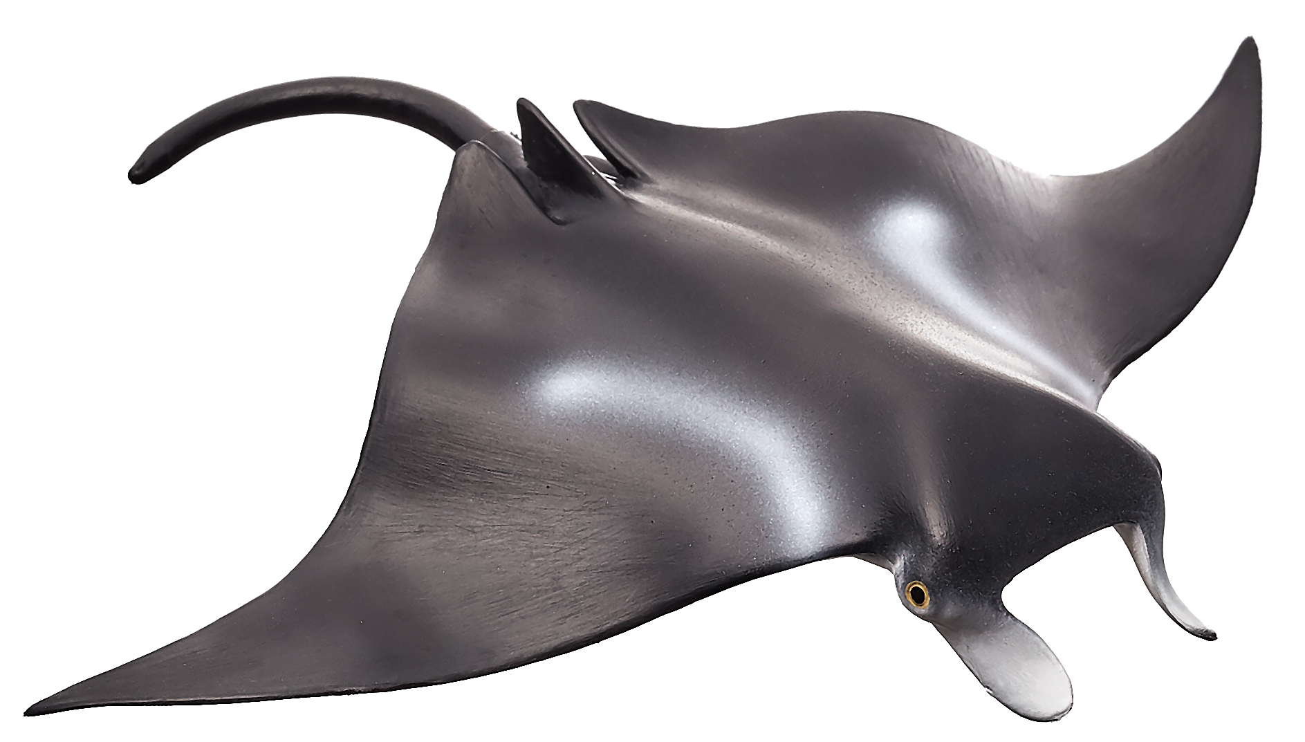 Manta Ray
