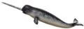 Narwhal