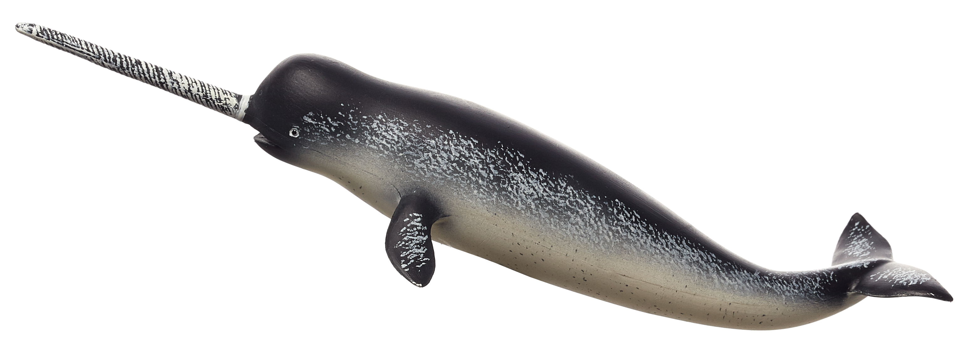 Narwhal