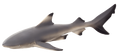 Blacktip Reef Shark