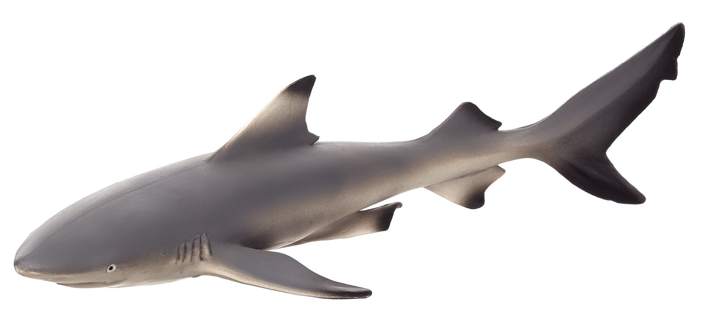 Blacktip Reef Shark
