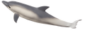 Common Dolphin