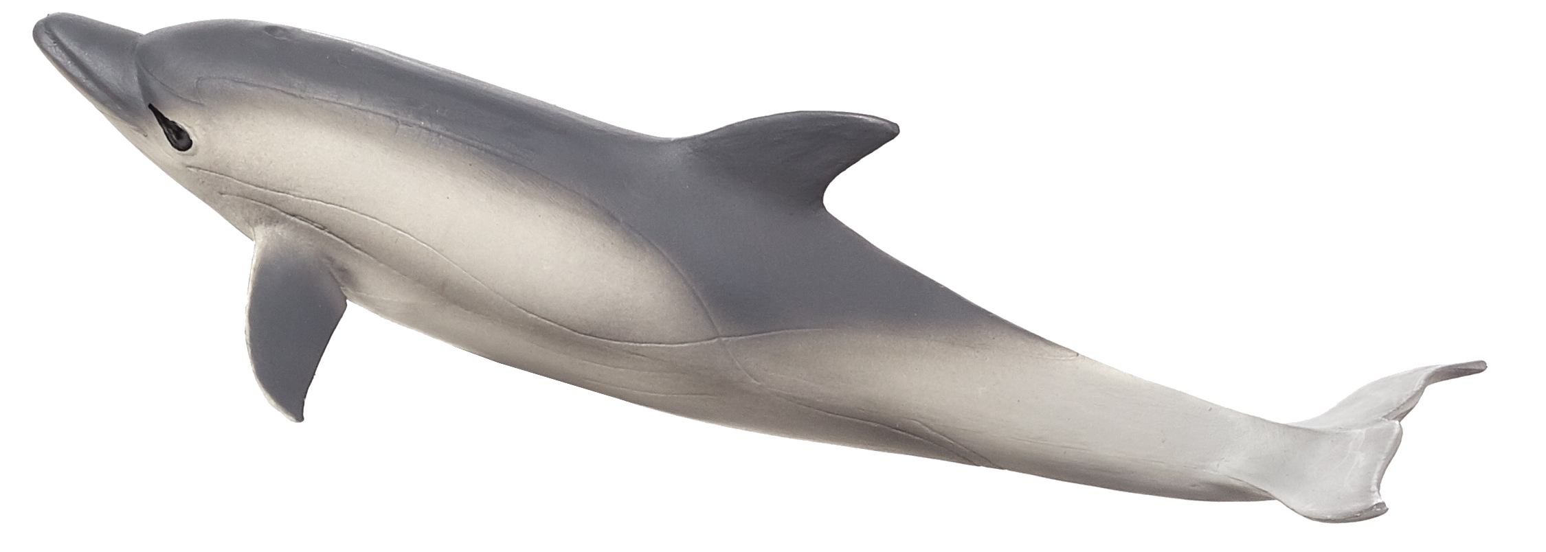 Common Dolphin