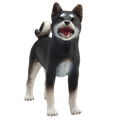 Shiba Inu Black