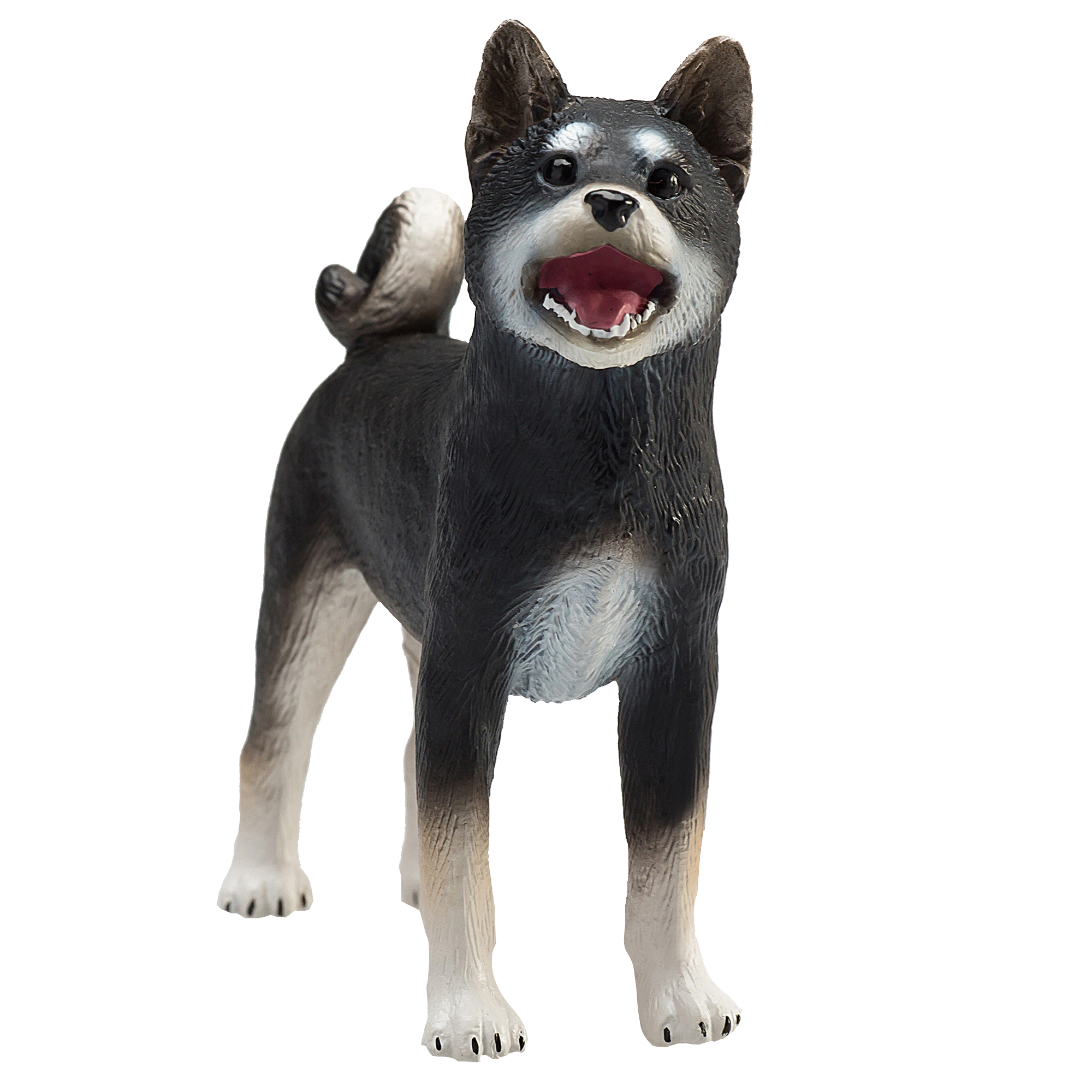 Shiba Inu Black