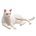 Cat Lying White