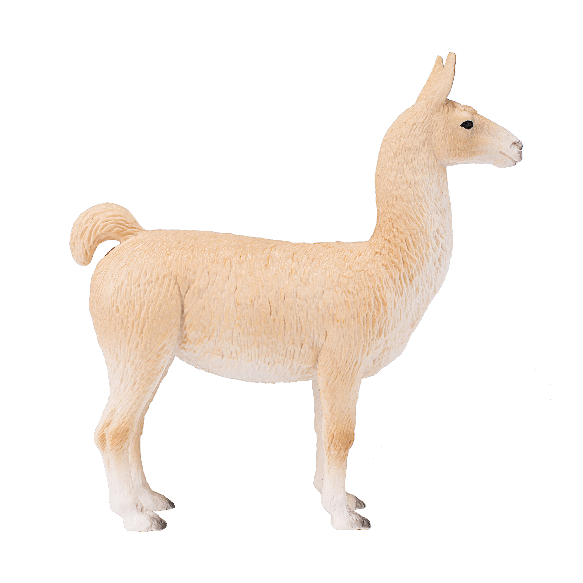 Llama