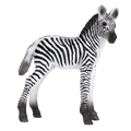 Zebra Foal