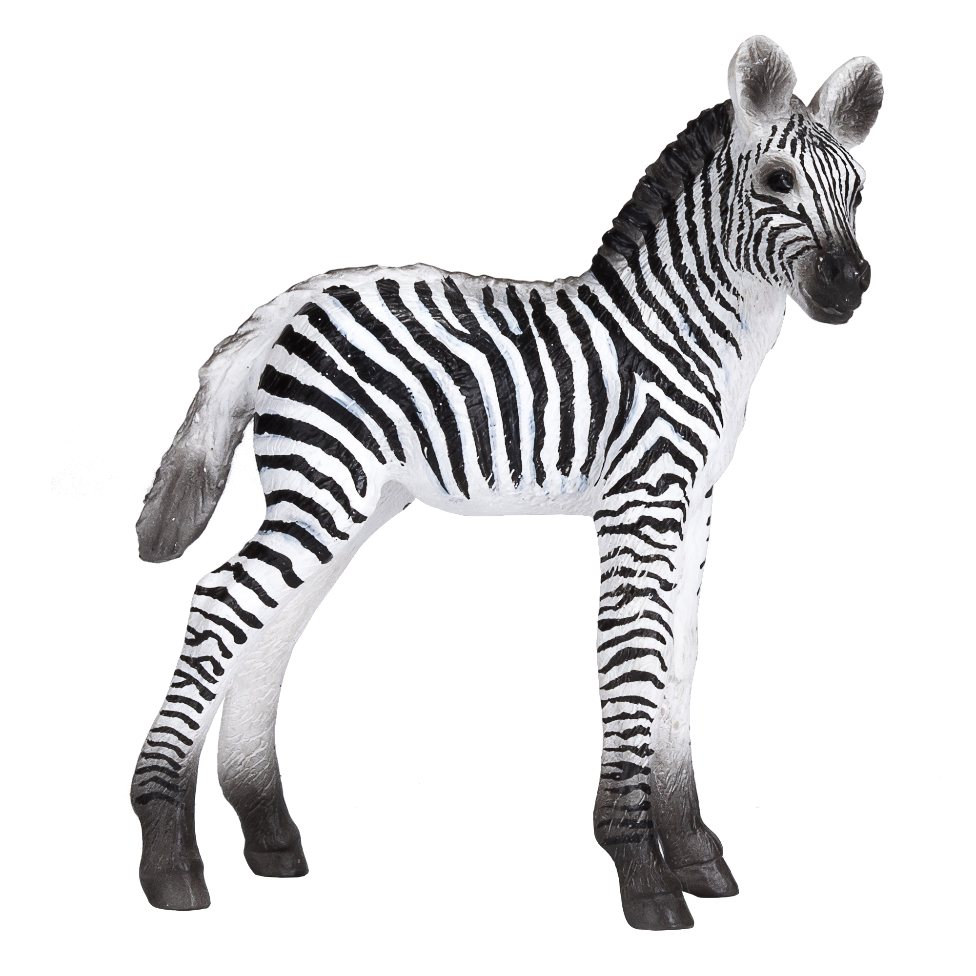 Zebra Foal