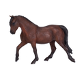 Morgan Stallion Bay