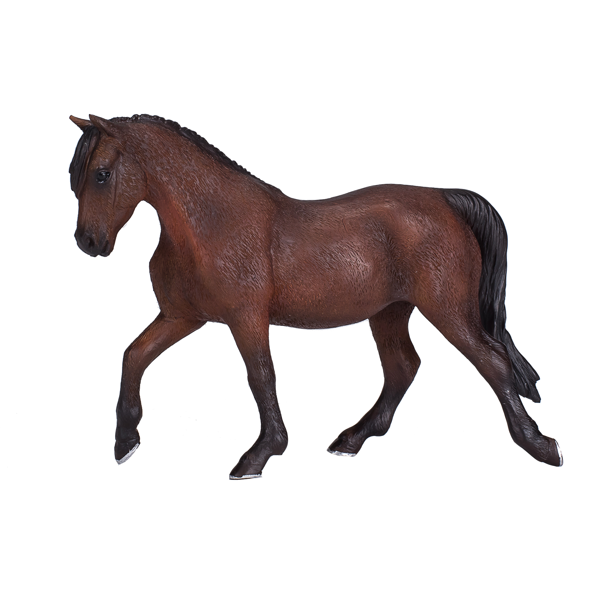 Morgan Stallion Bay