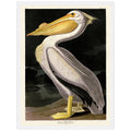 American White Pelican - 60 x 80cm / None / White 22mm