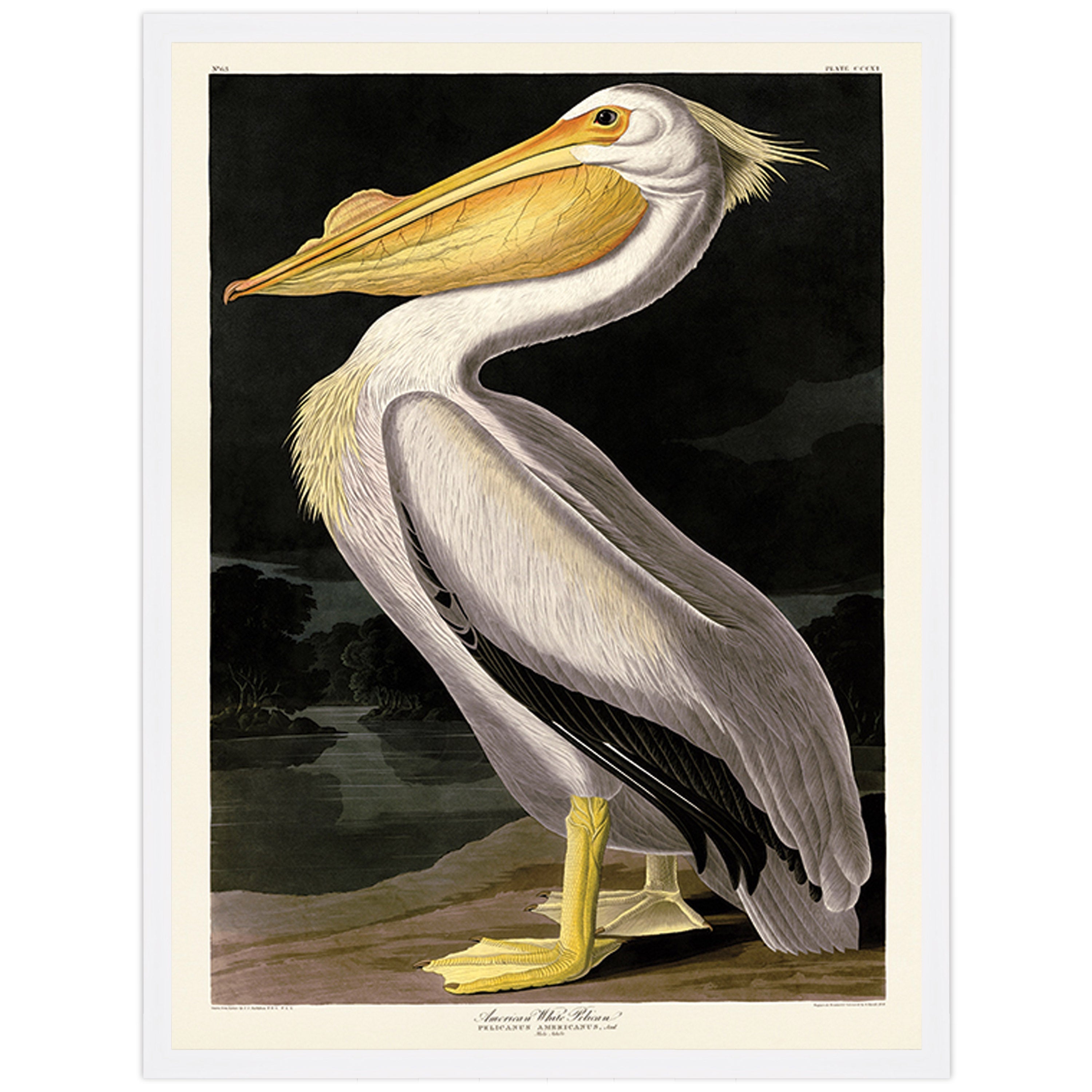 American White Pelican - 60 x 80cm / None / White 22mm