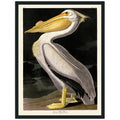 American White Pelican - 60 x 80cm / None / Black 22mm