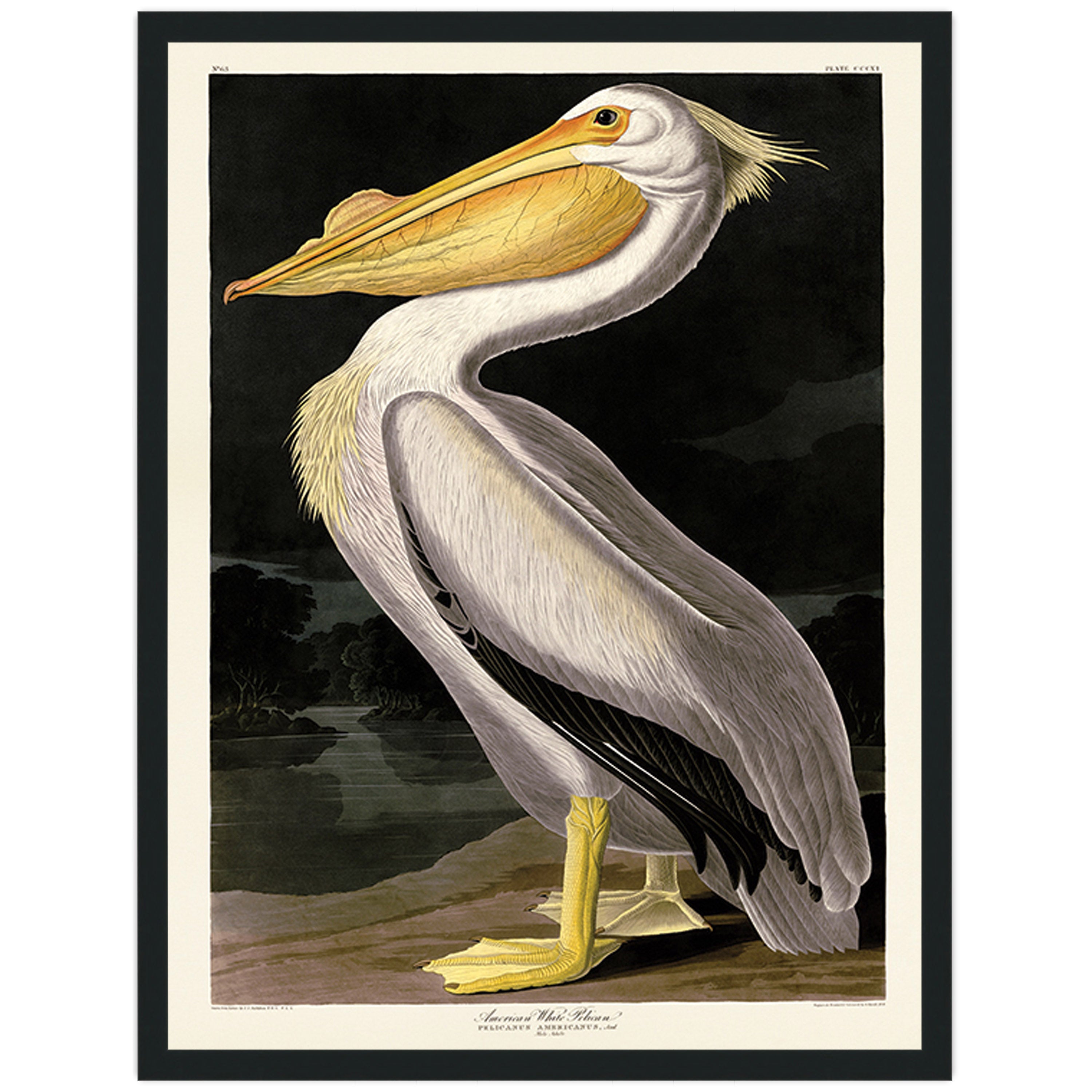 American White Pelican - 60 x 80cm / None / Black 22mm