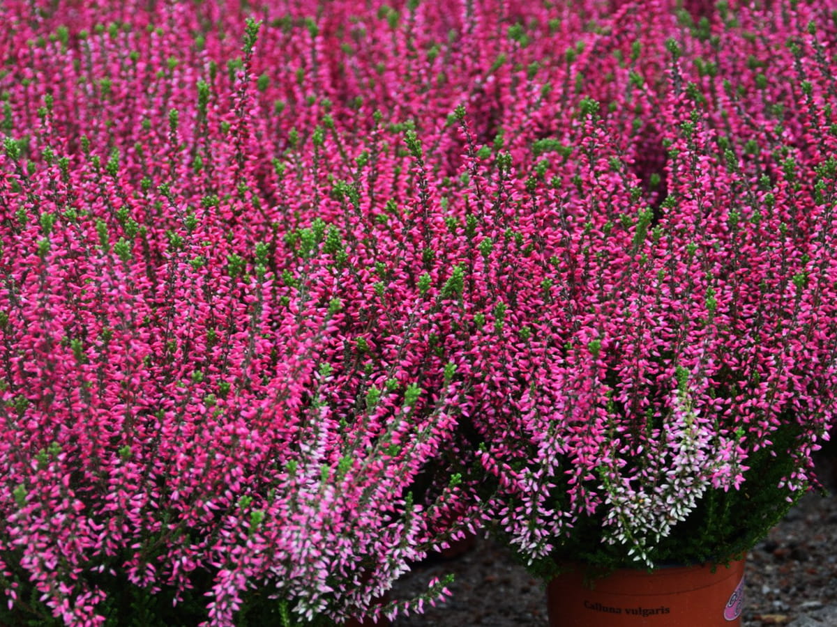 Besenheide, Sommerheide, Heidekraut, Calluna Vulgaris, ATHENE, 10 Stück