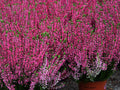 Besenheide, Sommerheide, Heidekraut, Calluna Vulgaris, ATHENE, 10 Stück