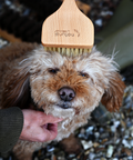 Natural by Hillbrush Angled Pet Grooming Brush - Soft - 100% FSC® Certified Beechwood / Light Natural Bristle / 6cm 17cm 8.5cm 0.087kg