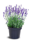 ECHTER LAWENDEL Lila- Lavandula angustifolia Pakett 12 Stück