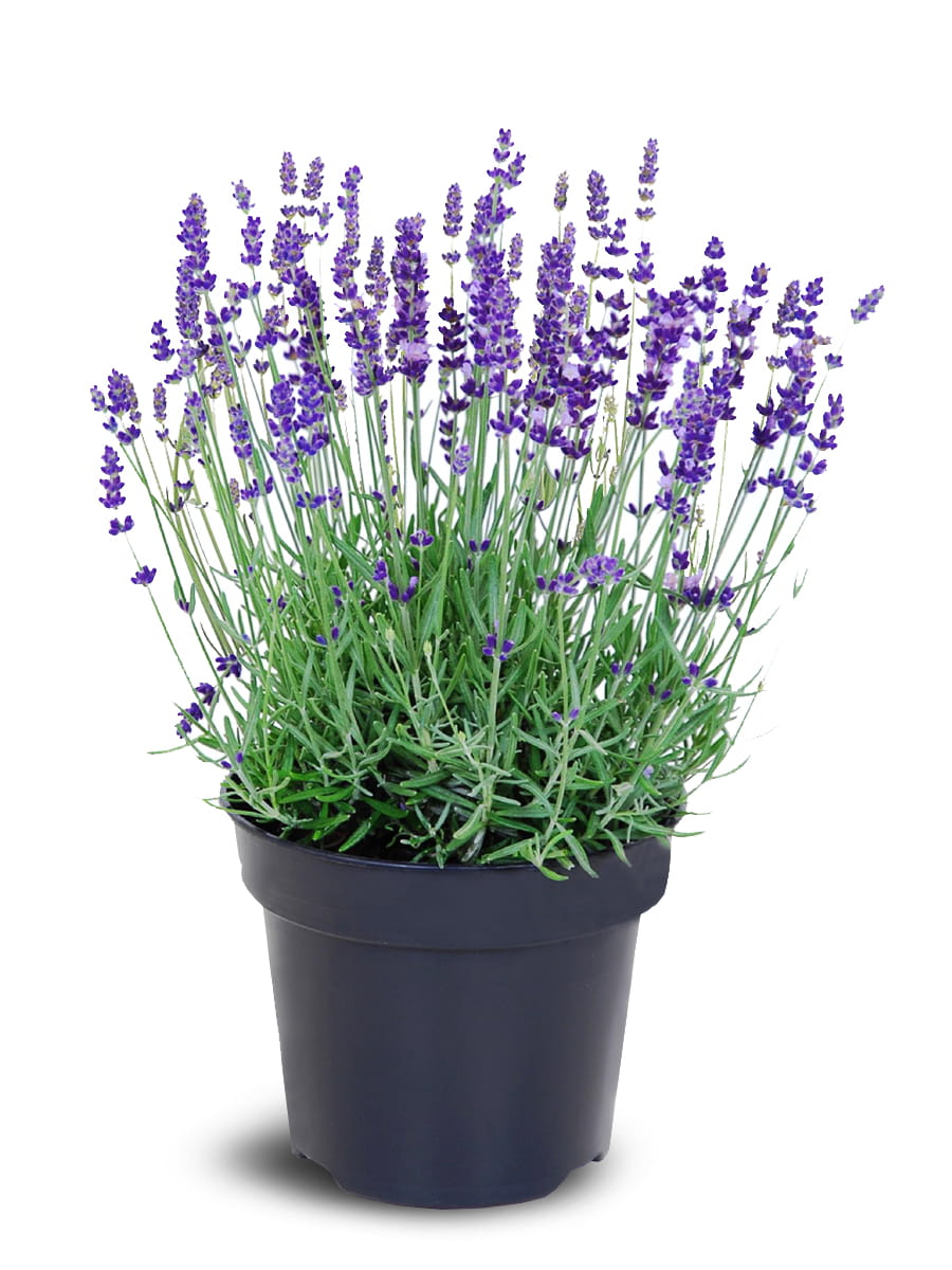 ECHTER LAWENDEL Lila- Lavandula angustifolia Pakett 12 Stück