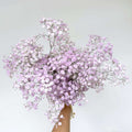 Baby's Breath - Letterbox / Lilac + White