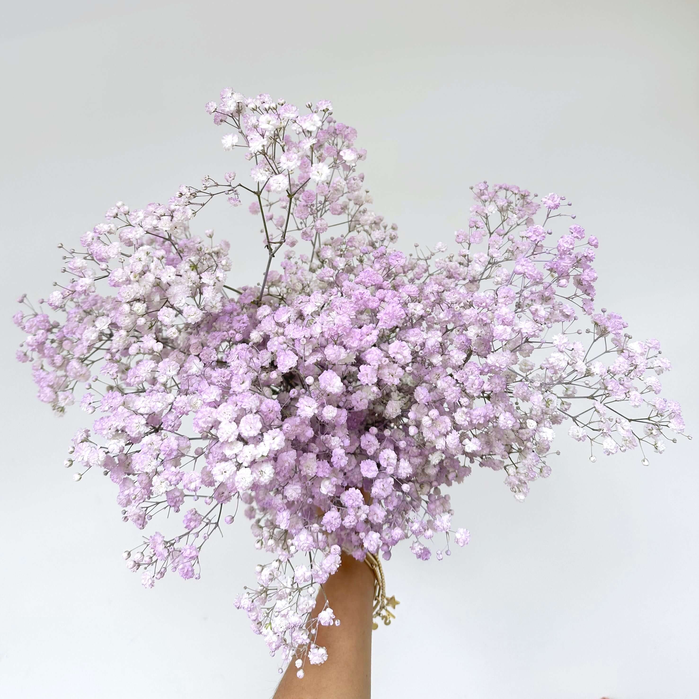 Baby's Breath - Letterbox / Lilac + White