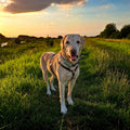 No Fuss Y-Tuig Hond Leer | Bruin - Small / Oud Messing