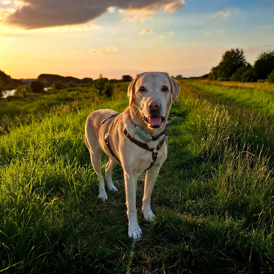 No Fuss Y-Tuig Hond Leer | Bruin - Small / Oud Messing