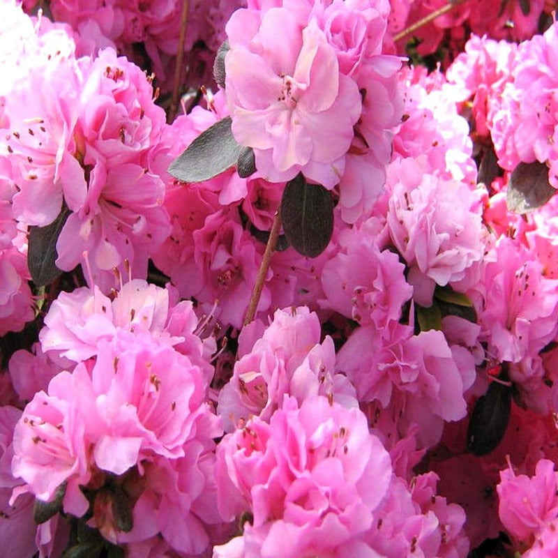 Japanische Azalee ROSINETTA - Zwerg Alpenrose