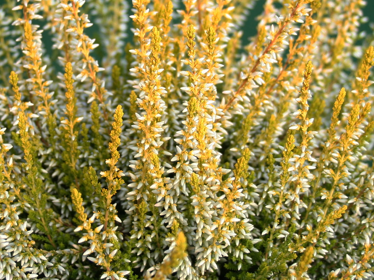 Besenheide, Heidekraut, Sommerheide Calluna Vulgaris, SANDY, 10 Stück
